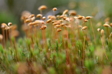 Green moss. Polytrichum commune.