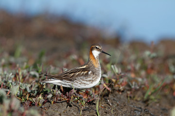 Male red-necked phalarope, Phalaropus lobatus, standing on the shore with small plants