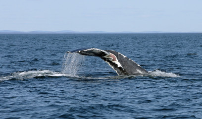 Atlantic Whales