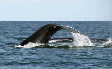 Obraz premium Atlantic Whales