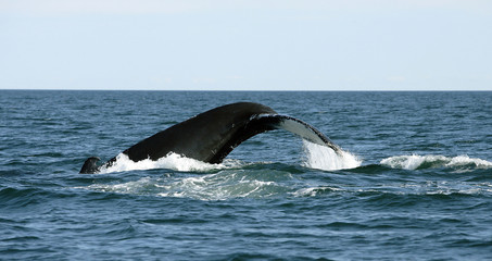 Atlantic Whales