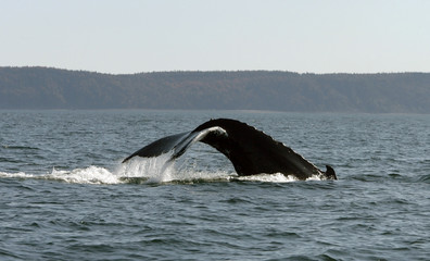 Atlantic Whales