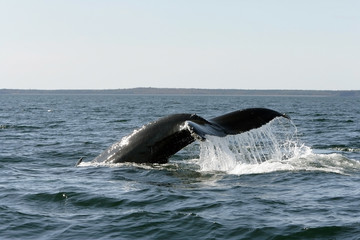 Fototapeta premium Atlantic Whales