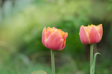 Sensual Touch tulip. Orange double petal tulip