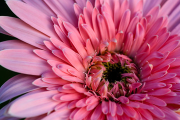 barberton daisy in Old rose colour