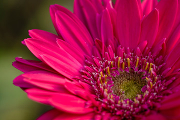 Fuchsia color transvaal daisy