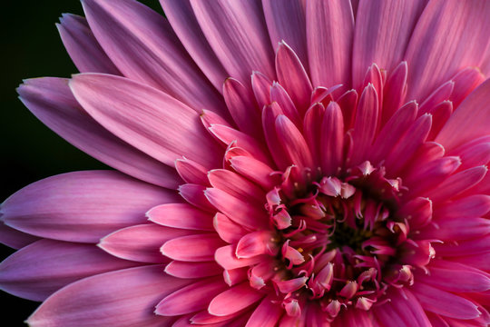 Pink barberton daisy