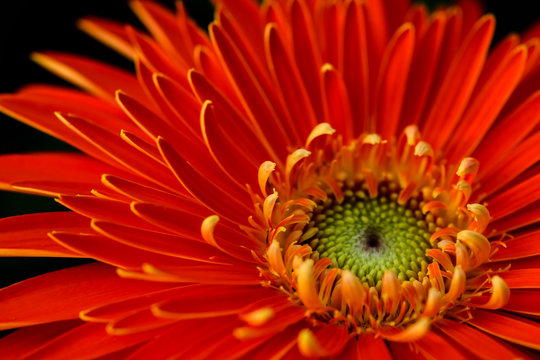 Petals of orange gerbera