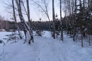 Winter  forest lake 25