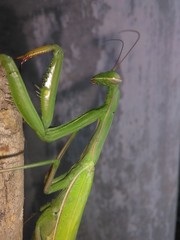 Insect