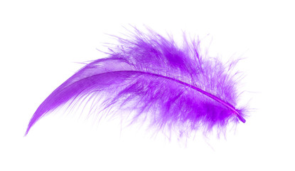 One Purple Feather bird isolated on white background