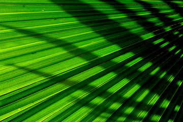Lines and textures of green palm leaves with shadow