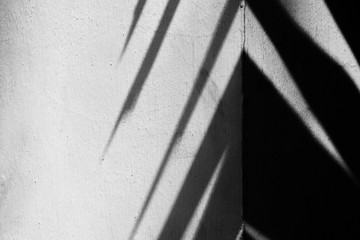 palm leaves and shadow on white wall