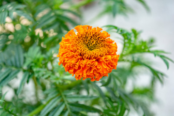 Selective Focus At A Orange Marigold Flower