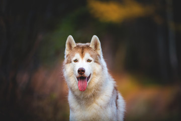 Happy and gorgeous Siberian Husky dog sitting in the bright autumn forest