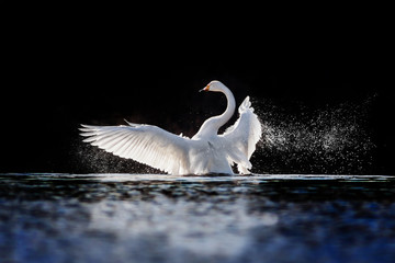 Fototapeta na wymiar Swan spreading its wings and splashing water against black background