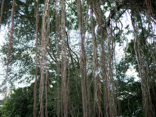 Fototapeta premium trees in the forest