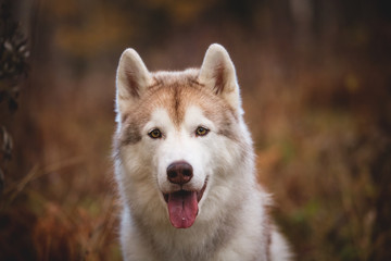 Adorable Siberian Husky dog sitting in the bright autumn forest