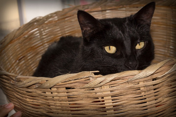 Fototapeta na wymiar black cat in basket