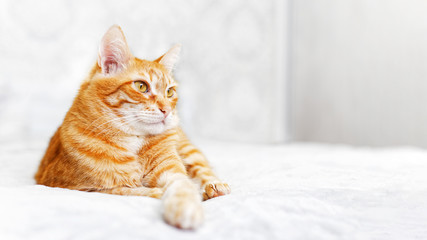 Closeup portrait of ginger cat lying on a bed and looking away against blurred background. Shallow focus. Copyspace.
