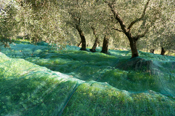 Net under olive tree for collecting harvest