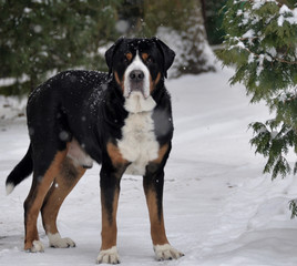 Great Swiss Mountain Dog During Winter Somwhere in Poland.