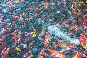 Colorful Japanese Koi Carp fishes moving in a lovely pond of a g