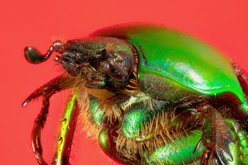 scarabée vert et marron (Calomacraspis haroldi)