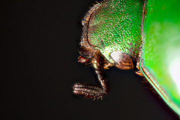 scarabée vert et marron (Calomacraspis haroldi)