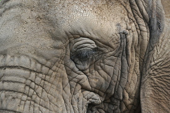Close up of an Elephant, captured at Addo Elephant park, South Africa
