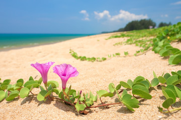 Beach morning glory flowers or Ipomoea on sand beach.