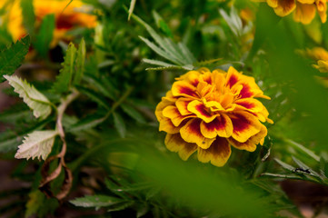 Marigold flowers in the garden on summer , yellow flowers ,beautiful flowers on summer in the nice day herb flowers