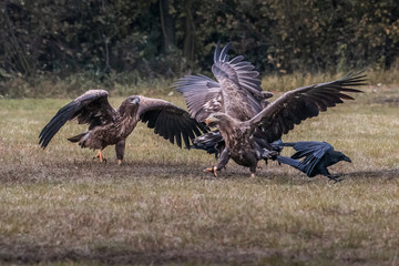 White tailed eagle (Haliaeetus albicilla) europe attack.