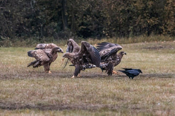 Obraz premium White tailed eagle (Haliaeetus albicilla) europe attack.