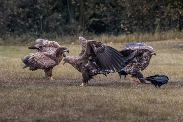 White tailed eagle (Haliaeetus albicilla) europe attack.