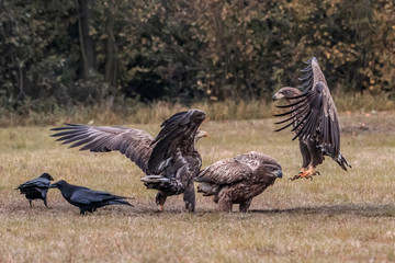 White tailed eagle (Haliaeetus albicilla) europe attack.