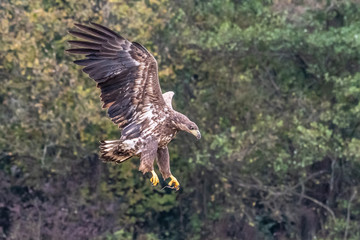 White tailed eagle (Haliaeetus albicilla) europe attack.