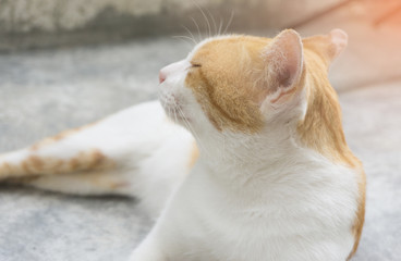 White and brown cat sleeping,isolated,sleepy sweet dream,cute pet,sleepy