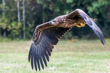 White tailed eagle (Haliaeetus albicilla) europe attack.