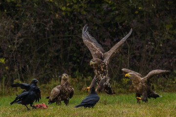 White tailed eagle (Haliaeetus albicilla) europe attack.