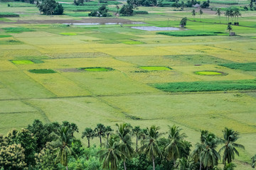 close view of coconut trees plantation in pattern at greenery field.