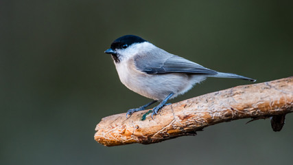 Marsh Tit on the Old Pine Branch