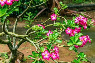 green leaves with red flower looking at indian garden