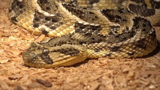 Odessa, Ukraine - 24th of June, 2017: 4K At the exhibition of dangerous snakes - Close up glance of puff adder