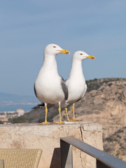 Seagulls
