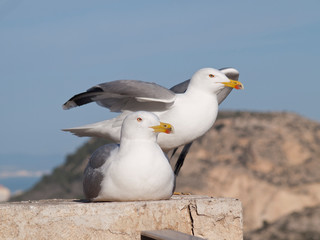 Seagulls