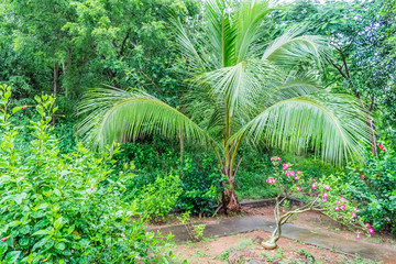 small coconut trees close view in an Indian garden with colorful flower trees & greenery shrubs.