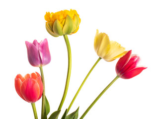 Multi-colored flowers tulips of natural coloring isolated on white background