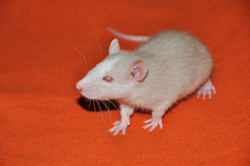 Decorative rat cream color on orange background