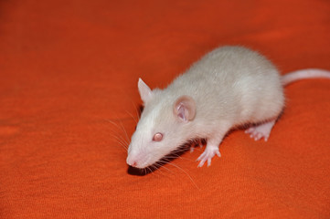 Decorative rat cream color on orange background